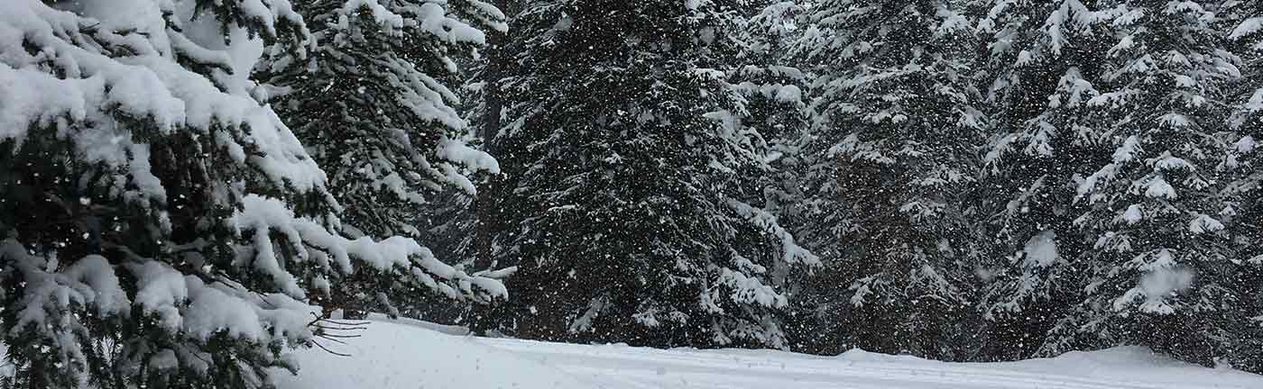snow covered pine trees